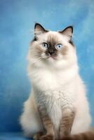 Very cute Ragdoll in nature wide life animals. AI Generated. photo