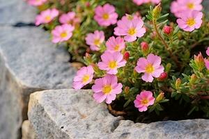 AI generated a small pink flower in a pot on a wooden table photo