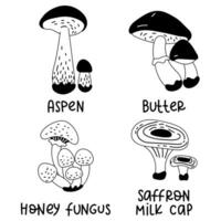 Set of contoured edible mushrooms with names. Vector illustrations of edible mushrooms of the autumn forest, aspen, butter, honey fungus, saffron milk cap. The forest contrasts with mushrooms. Black