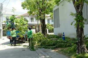 Worker uses a brush collection truck to pick up of debris from a tree that was cut down. photo