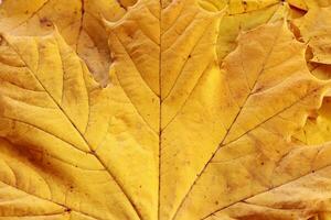 vibrante amarillo otoño arce hojas fondo, cerca arriba. macro foto de caído follaje. concepto de cambio de estaciones, espalda a escuela, Canadá día, acción de gracias día, cívico día día festivo, victoria día