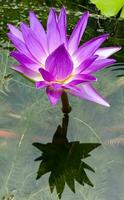 Colorful yellow petals and the shadow of purple lotus flower photo