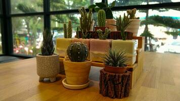 Green cactus with small pots photo