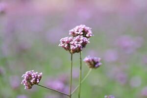 flower, purple, lavender, garden, plant photo