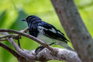 Oriental Magpie Robin perched on tree photo