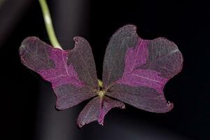 oxalis purpúrea, oxalis triangularis floreciente púrpura flores en el jardín natural antecedentes foto