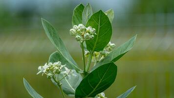 Crown Flower, Giant Indian Milkweed, Gigantic Swallow wor blooming in the garden photo