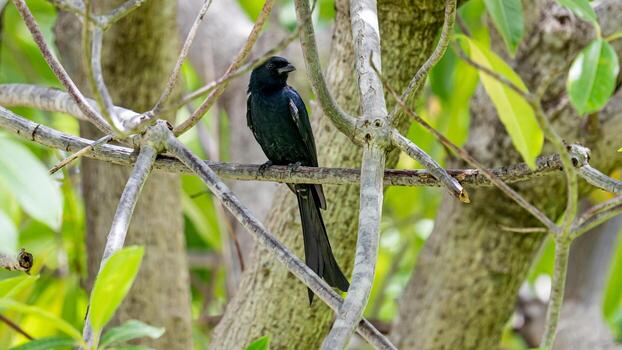 drongo negro posado en un árbol foto