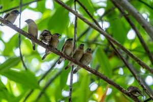 famaily of scaly breasted munia, spotted munia perched on tree photo