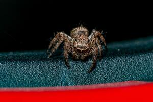 Jumping spider crawling on the wall photo