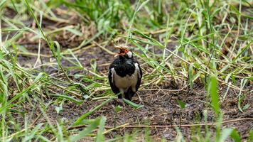 Asian Pied Starling on the field in the park photo