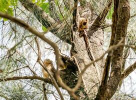 con cuello scops búho encaramado en árbol foto