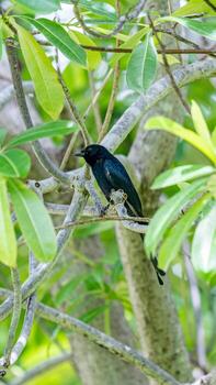 drongo negro posado en un árbol foto