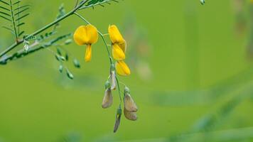 Sesbania, Sesbanea pea, Sesbania flowers blooming on tree photo