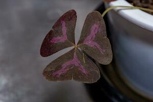 Oxalis purpurea, Oxalis triangularis blooming purple flowers in the garden natural background photo