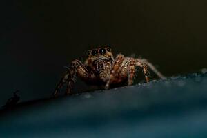 Jumping spider crawling on the wall photo