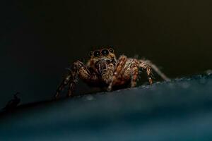 Jumping spider crawling on the wall photo