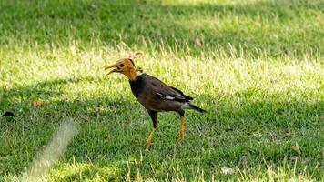 Common Myna stand on the field photo