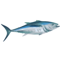 tosca thon poisson png