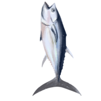 branco salmão peixe ilustração png