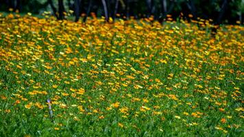 azufre cosmos o amarillo cosmos floreciente en el jardín foto