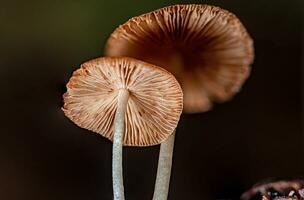 Parasola auricoma blooming in the garden photo