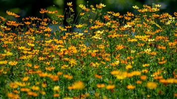 Sulfur Cosmos or Yellow Cosmos blooming in the garden photo