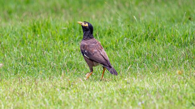 común myna estar en el campo foto