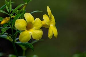 Allamanda flower blooming in the garden photo