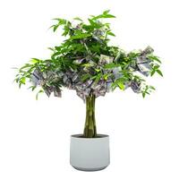 Botswanan Pula tree. 3d rendering of Money on tree isolated on white background. financial growth photo