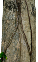 bark of a tree with root creeper png