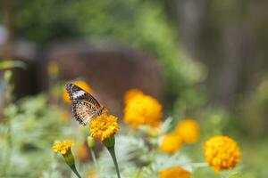 Colorful butterfly are drinking nectar and pollinating yellow-orange flowers in the midst of a flower garden. The beauty of nature's work. photo