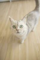 Vertical shot, British Shorthair cat looking at the camera. Cute kitten pet, soft fur, gray white. photo