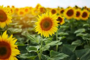 Close up blooming bright heads of sunflowers with green petals at sunlight. Botany. Cultivation of eco oilseeds. Harvest agriculture time. Sunflower seeds. Advertisement for sunflower vegetable oil photo