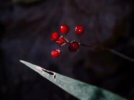 rubus saxatilis o Roca zarza el secado brillante rojo brillante bayas en Delgado vástago con un largo hoja en negro oscuro bosque suelo antecedentes foto