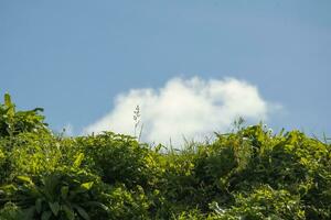 uno blanco suave mullido nubes descansando en verde prado césped en soleado verano día foto