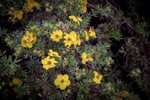 Potentilla fruticosa Goldfinger yellow flowers on dark greenery with visible branches background photo