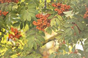 Selective focus to red rowan berries growing on a tree branches in golden bright sun beams photo
