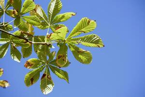 Green chestnut leaves with yellowed dried edges on a branch against blue sky background photo