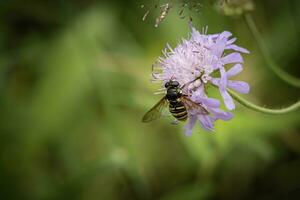 Wild purple flower with a bee sitting on it in a meadow in nature in summer close-up macro side view photo