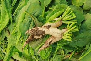 Fresco blanco rábano en el tierras de cultivo, cosecha el blanco rábanos, Fresco rábanos en el jardín foto