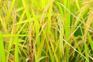 Mature paddy rice field before harvest, Mature paddy rice growing in rice field photo