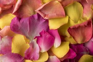 Pink and yellow rose petals background, Colorful rose petals background photo