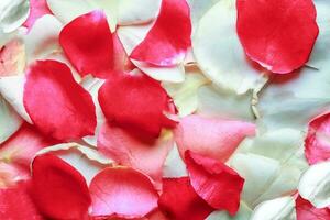 Pink red and white rose petals background, Closeup rose petals background photo