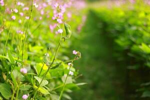 Purple color hyacinth bean vegetable flower in the field, Flower of vegetable hyacinth bean photo