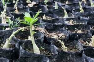 Adenium Obesum Known as Desert Rose growing up in a nursery photo