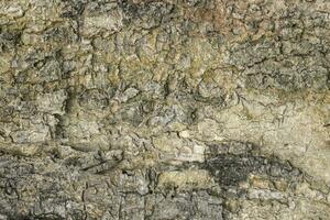 Realistic Tree bark background texture, Seamless texture from tree photo