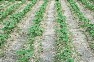 Rows of plants and cotton trees growing in the field photo