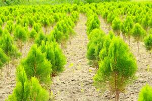 Oriental arbor vitae growing on the field, Oriental arbor vitae growing on a nursery photo