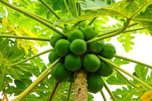 Lots of green papayas growing on a papaya tree, Papaya Fruits of Papaya tree in the garden photo